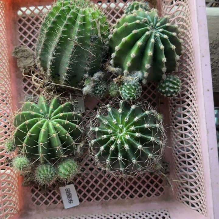 330筐拍不好无售后