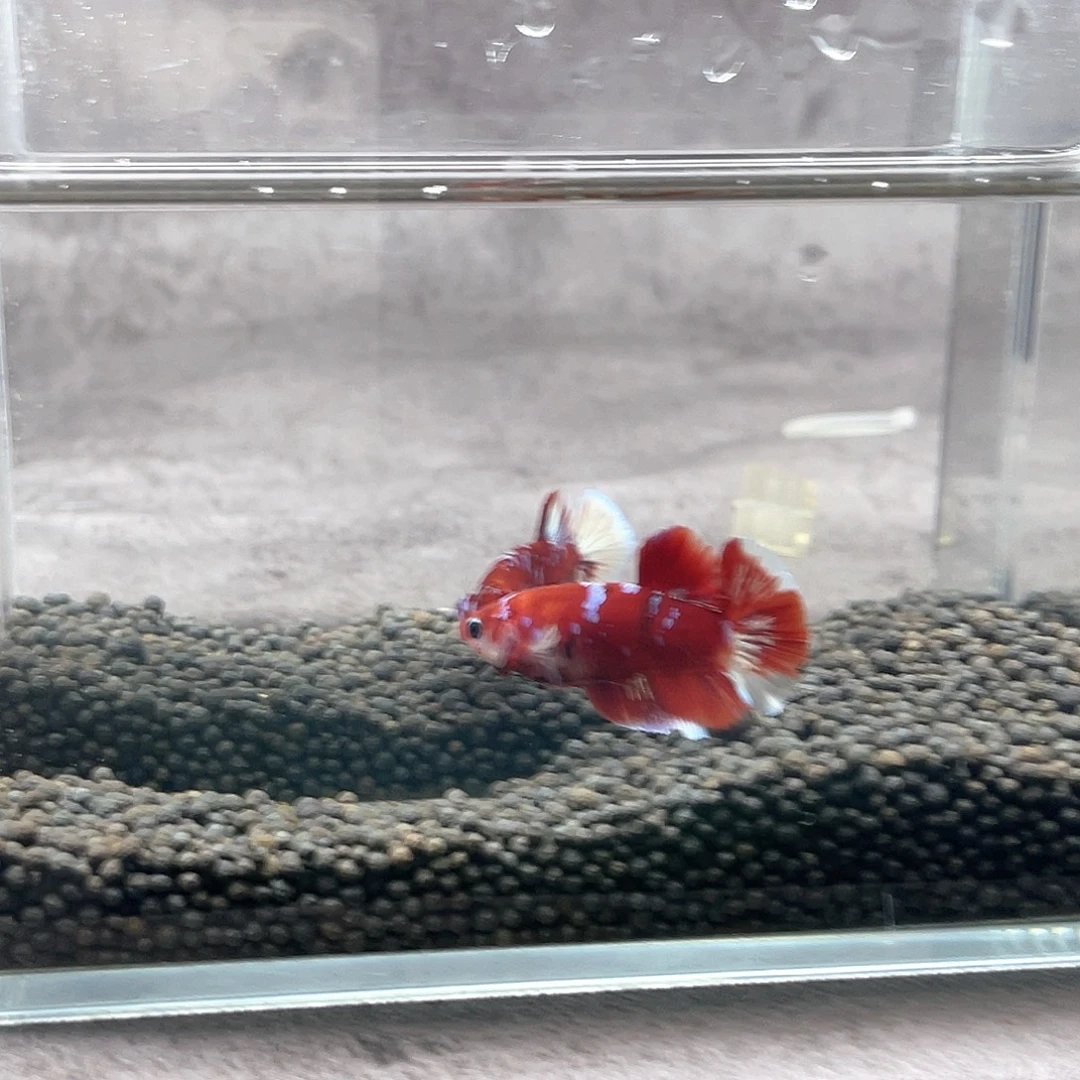 斗鱼不包邮首单补10运22