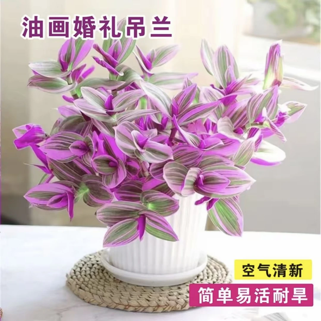 油画婚礼吊兰盆栽室内观叶植物绿植水土双培