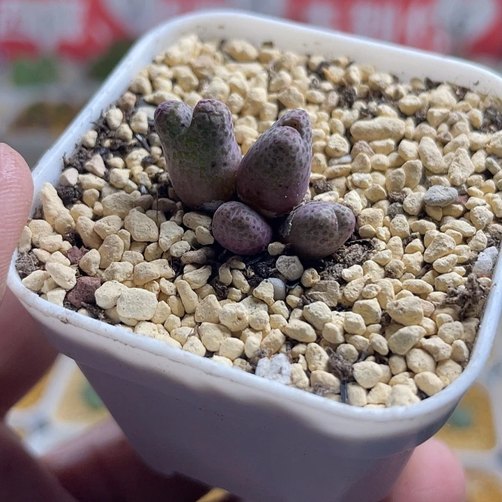 佳人园艺多肉生石花斑马563