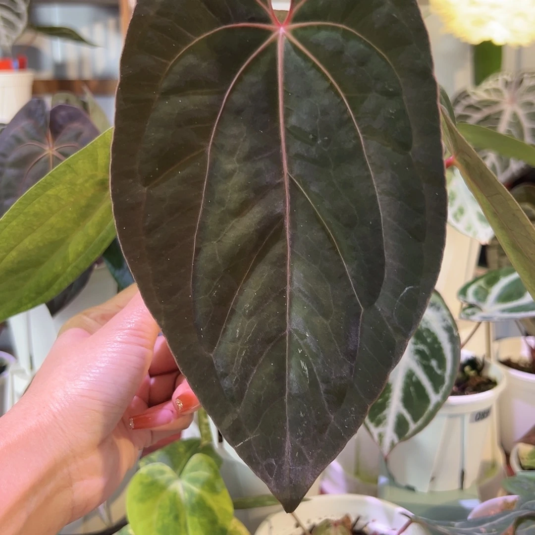 无花朵梅子酱花烛011