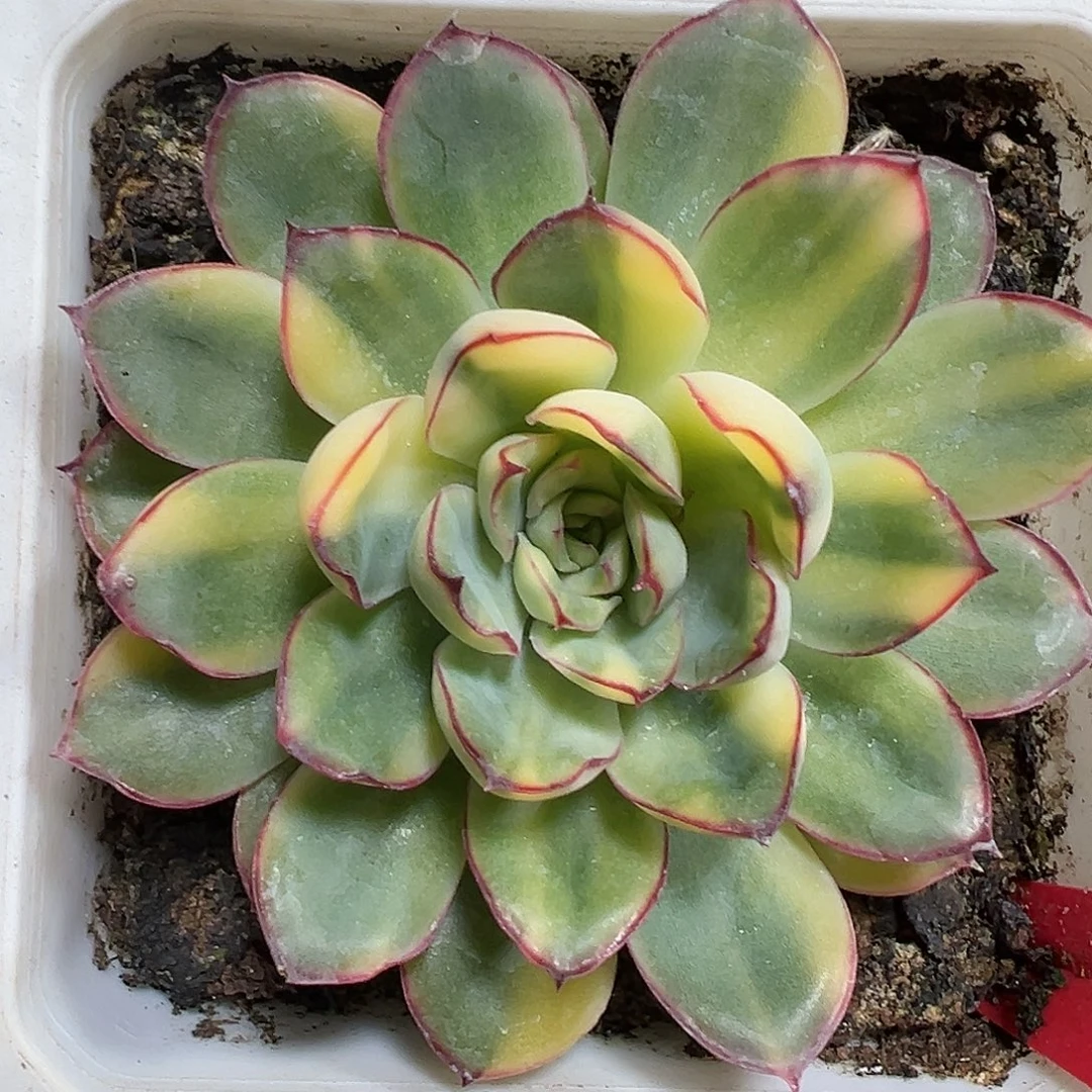 满38包邮慈禧锦多肉