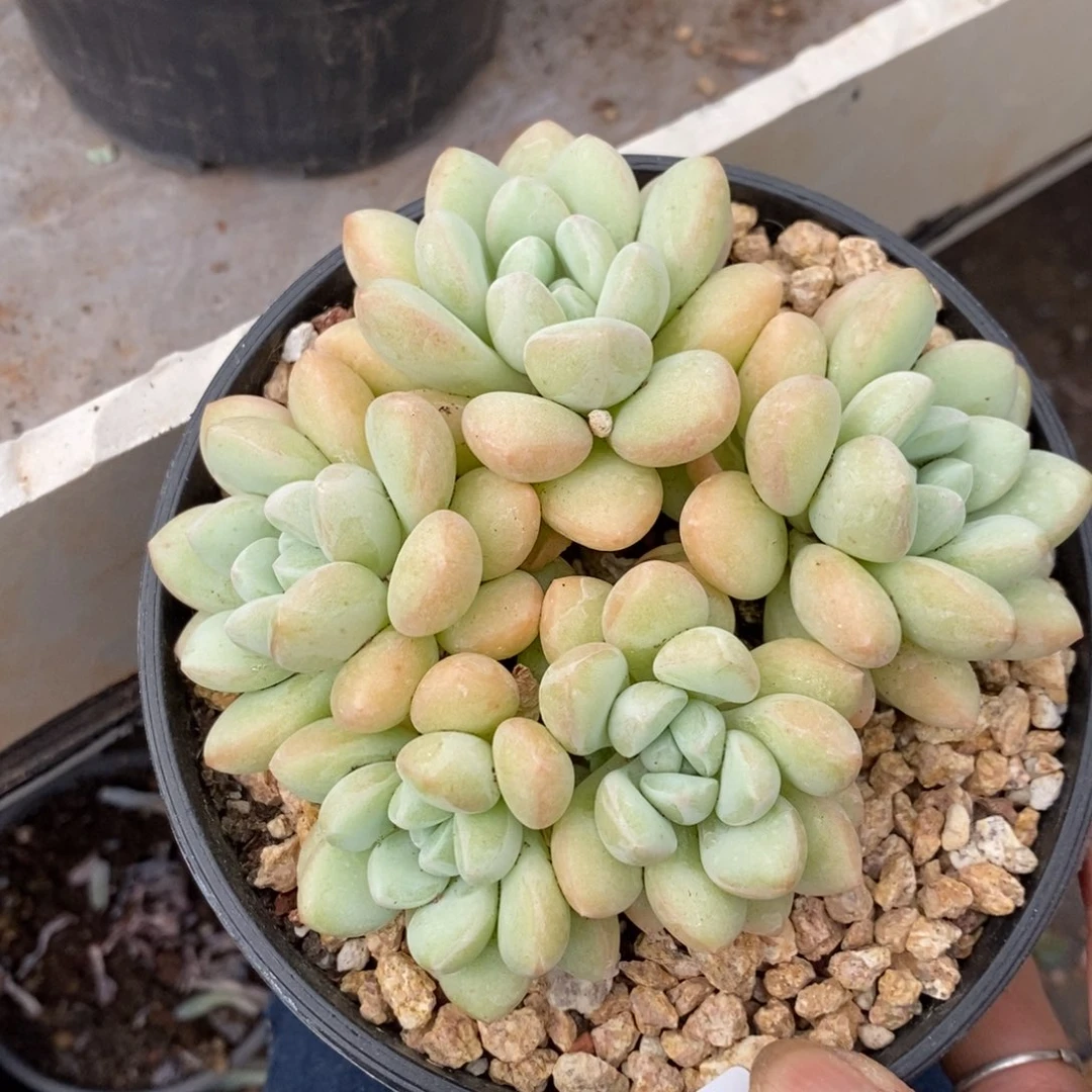 夏悦多肉927-95泡泡糖