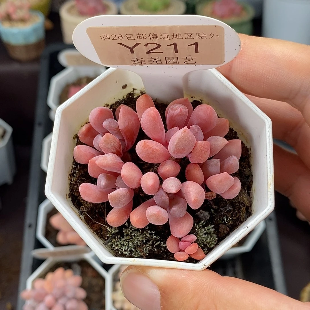 0211 丘比特 5cm