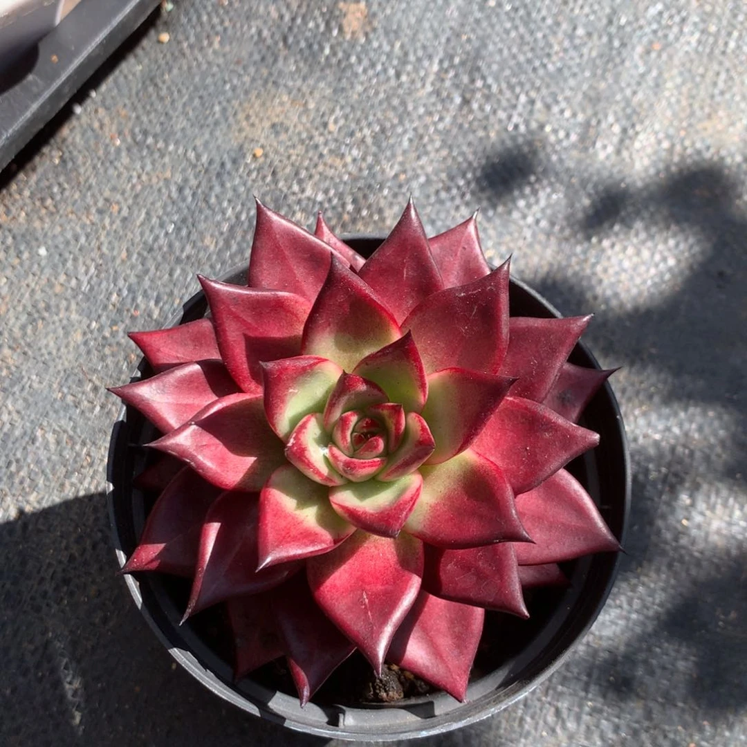 你要好好休息好自己照顾他