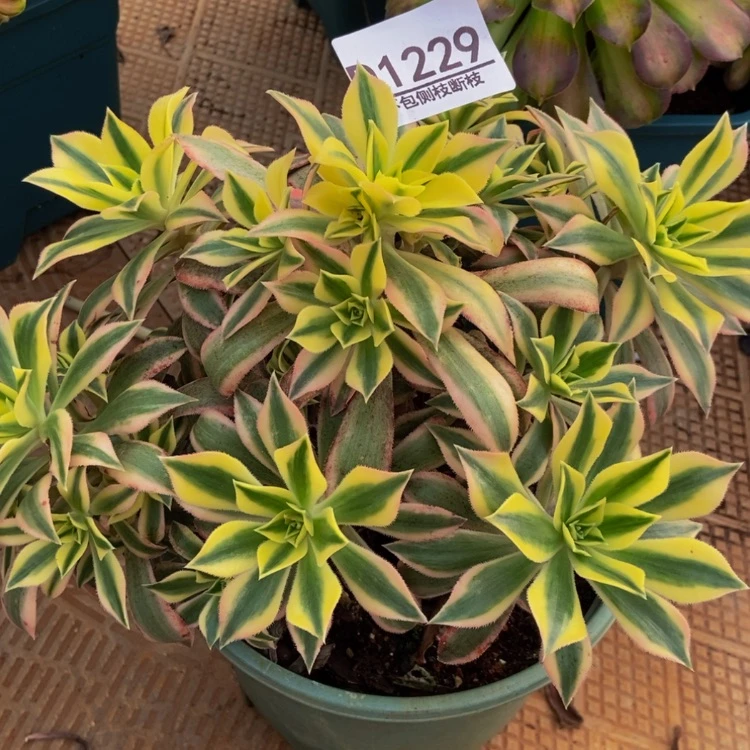 【闪购商品】1229绿体枫叶多肉