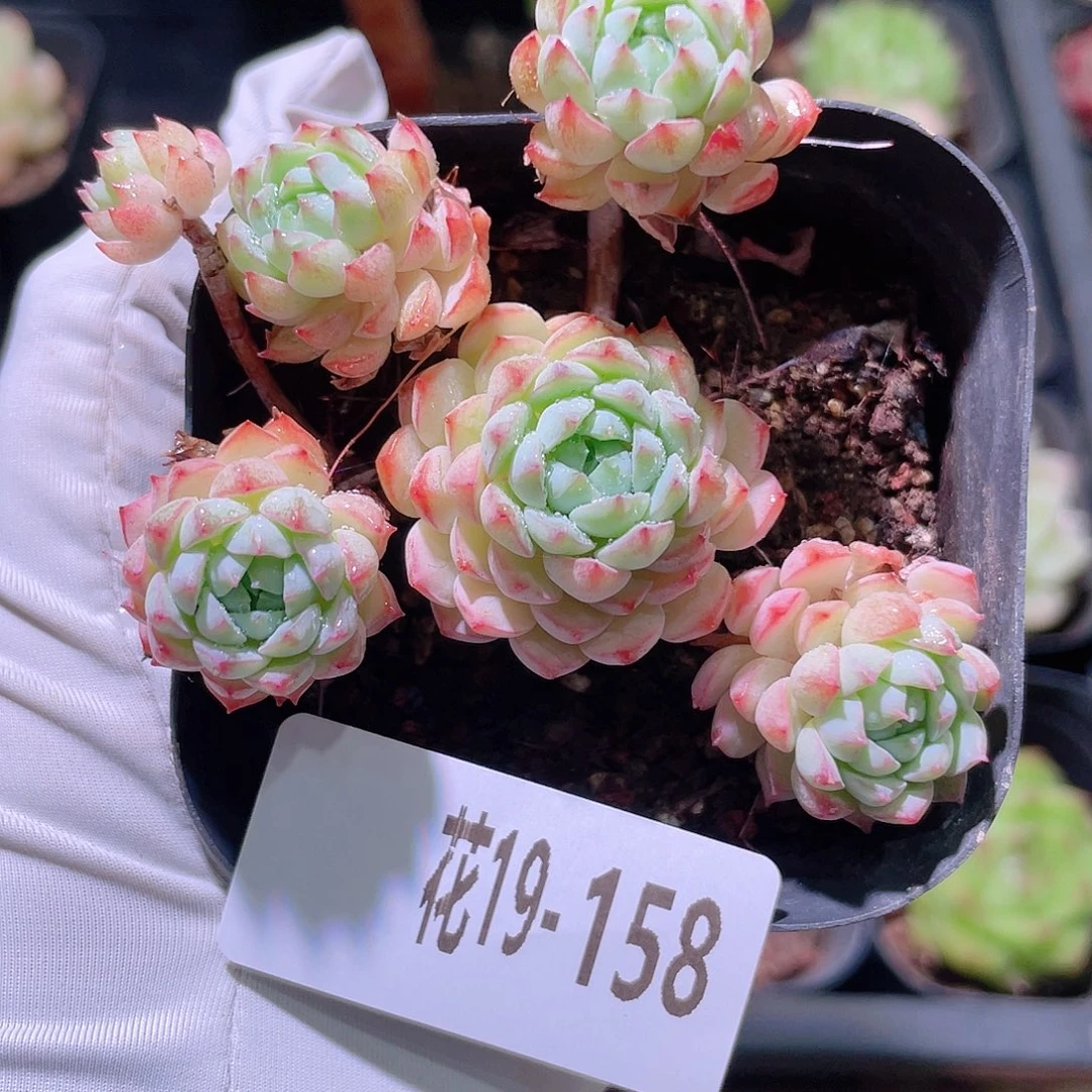 花利美19-158小粉莓