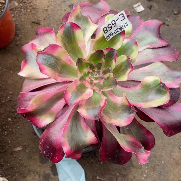 658巫毒白多肉123446789