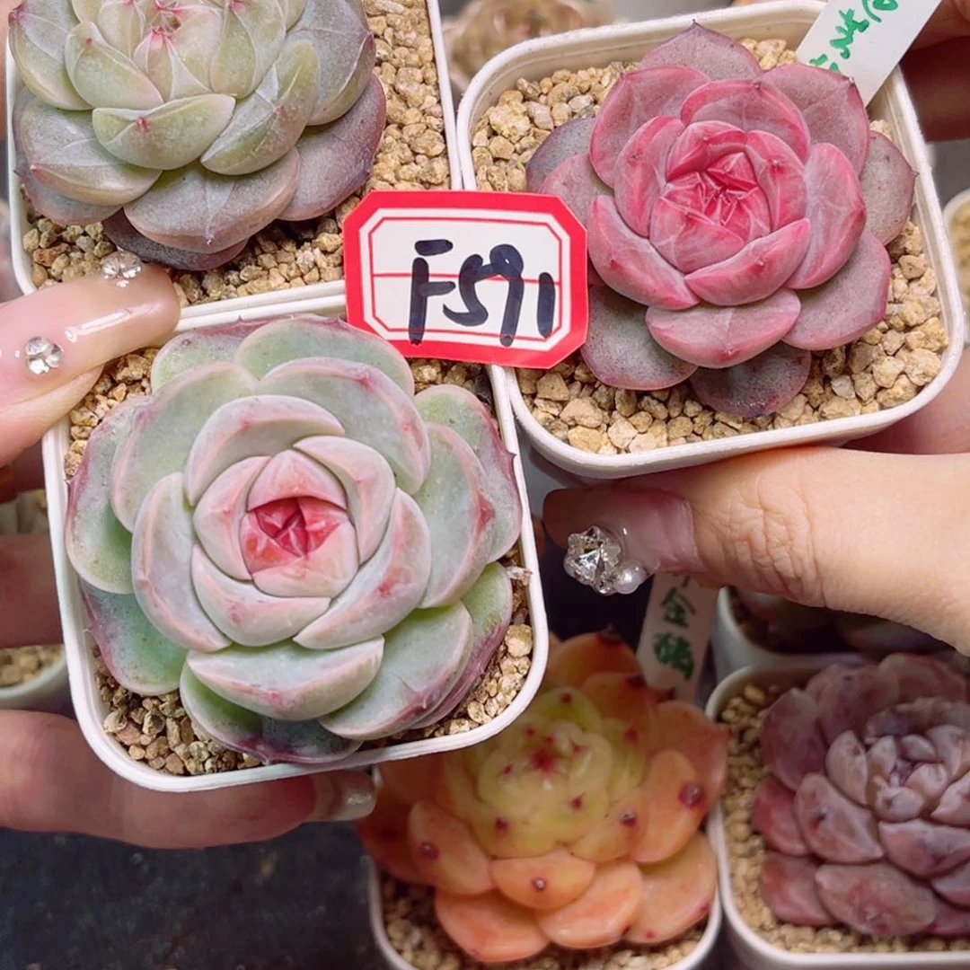 晚***5F591碧琉璃和国色芳华和丹青