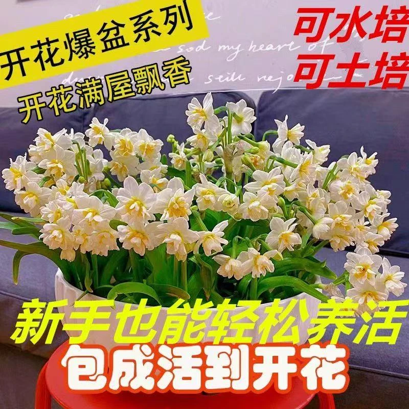 【爆品】水仙花水培四季开花盆栽耐寒植物室内易养活花卉绿植盆栽