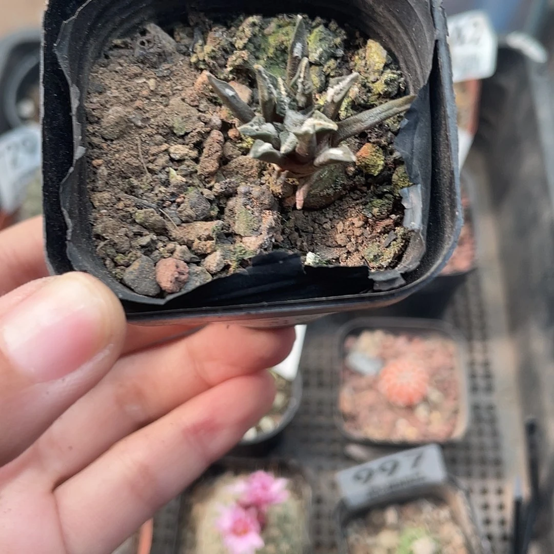 212黑牡丹块根植物