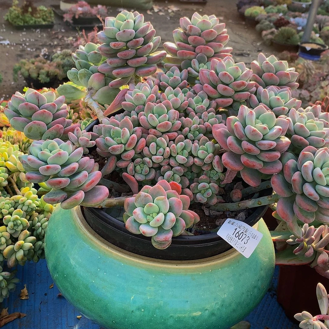 爱***姨红洛神16073多肉多肉