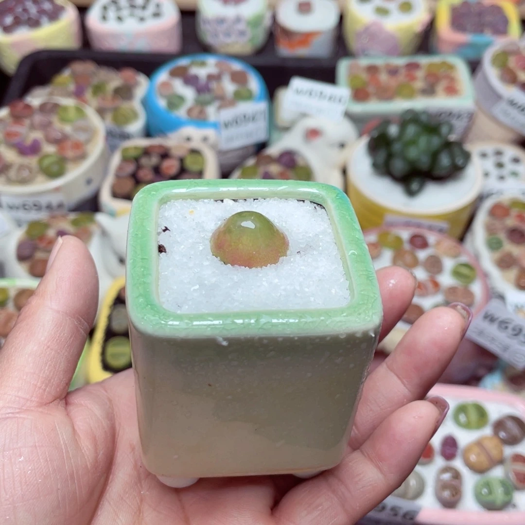 w6958 -零下地区拍保温箱-15支持寄养