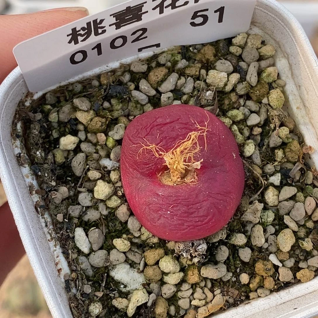 102-51-鹤顶红87折。