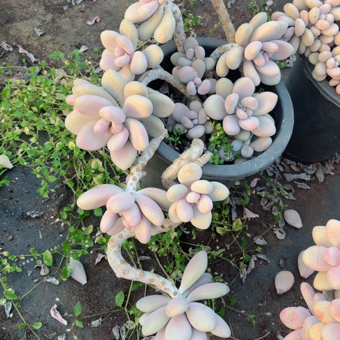 爱**我桃蛋30-63。