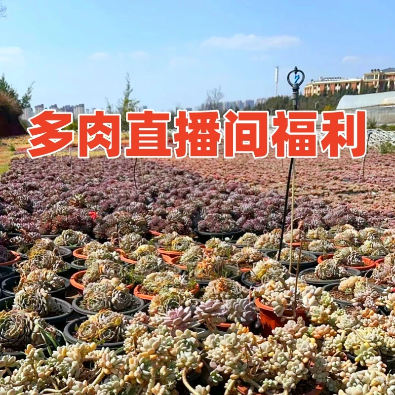 多肉植物，编号下单直播间福利