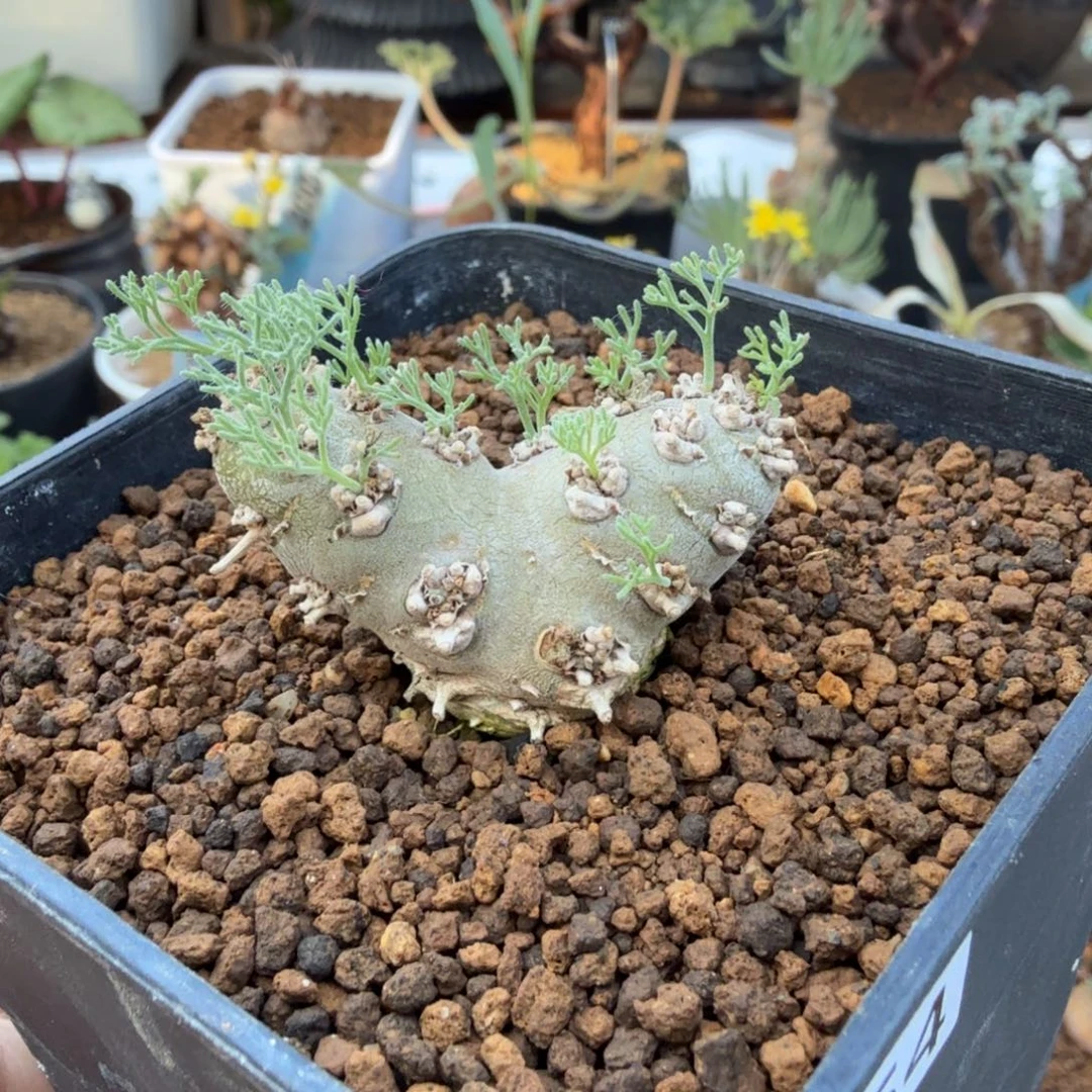 白皮月界854 仙人球