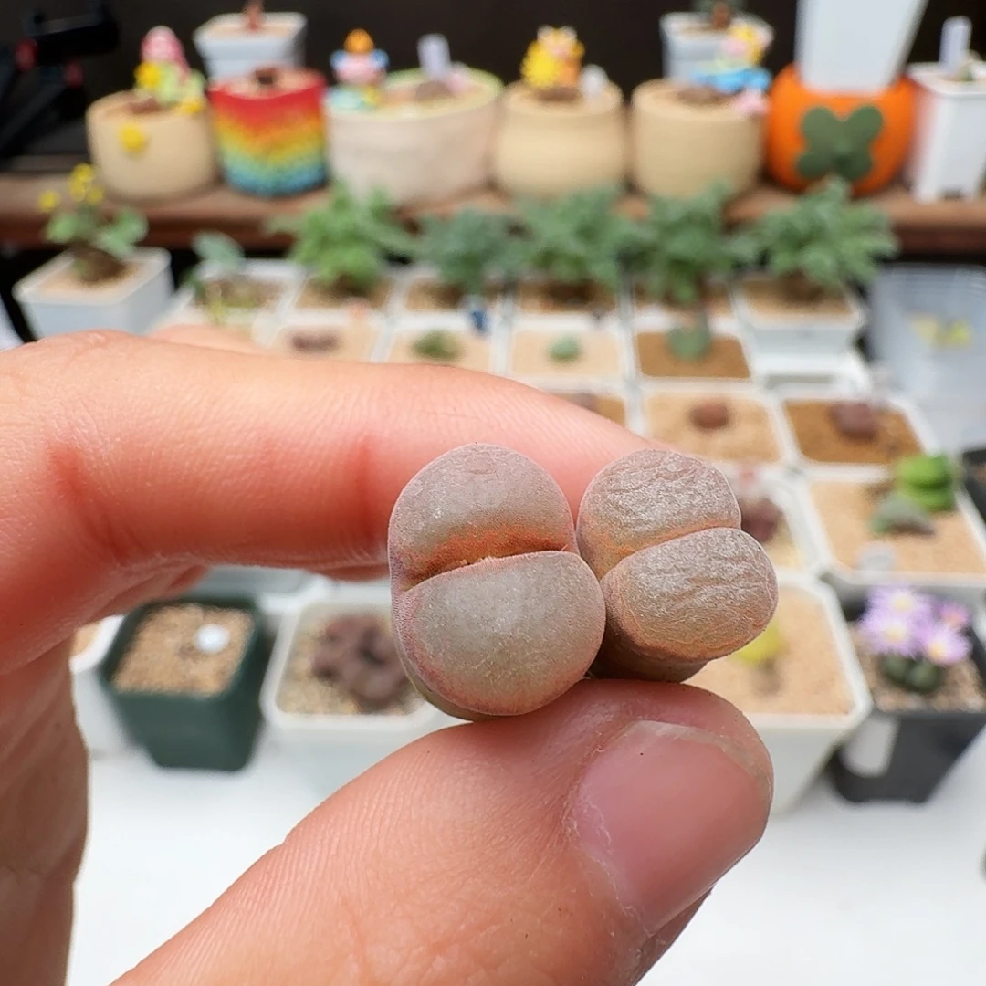多肉植物福利肉锥328
