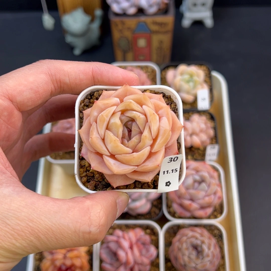 好好看30、哈哈哈哈哈