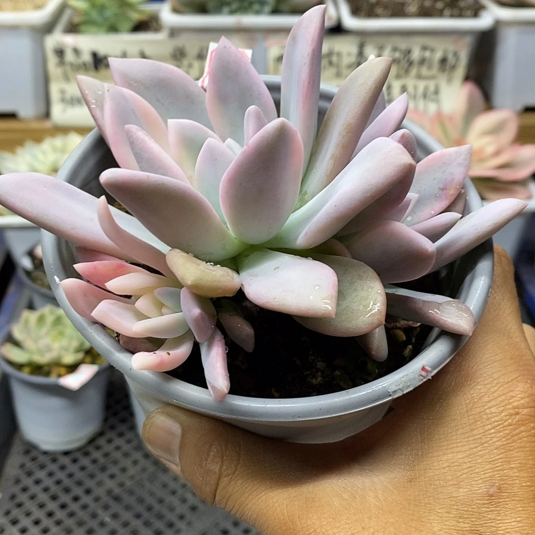 09117 奥普覆轮锦群
