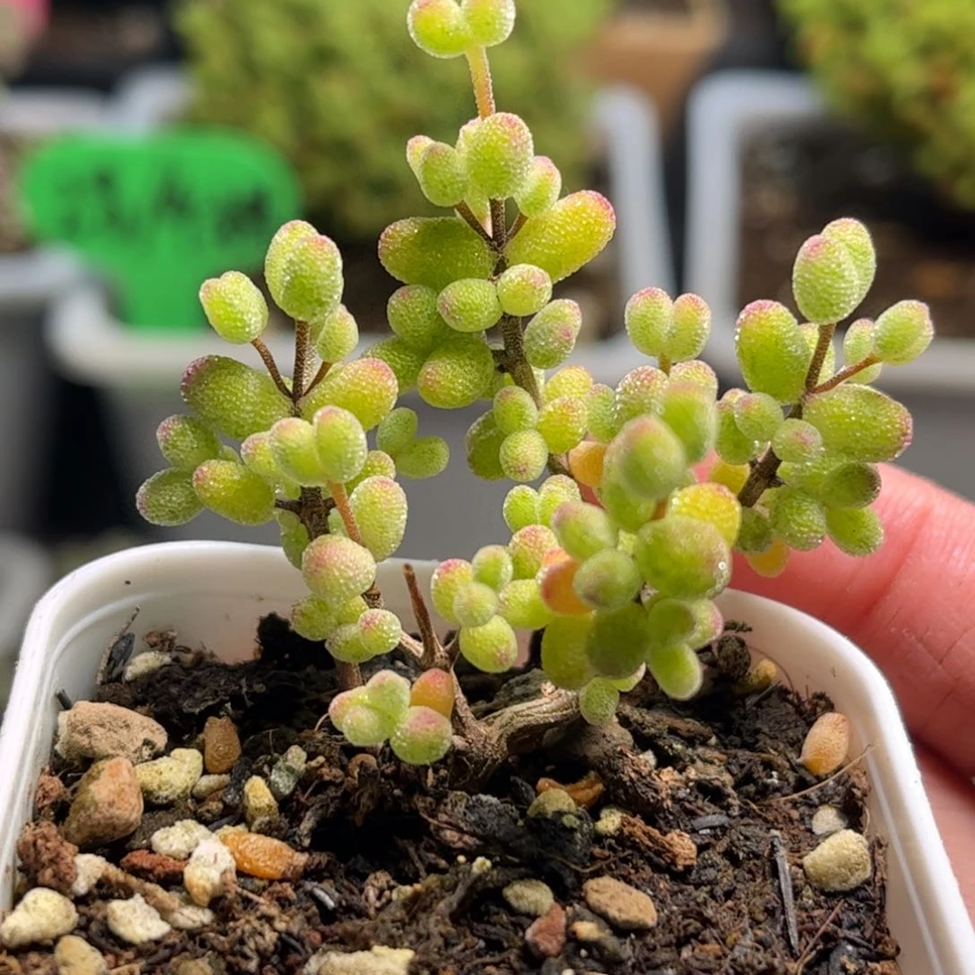 昕宝糖球白虎斑锦