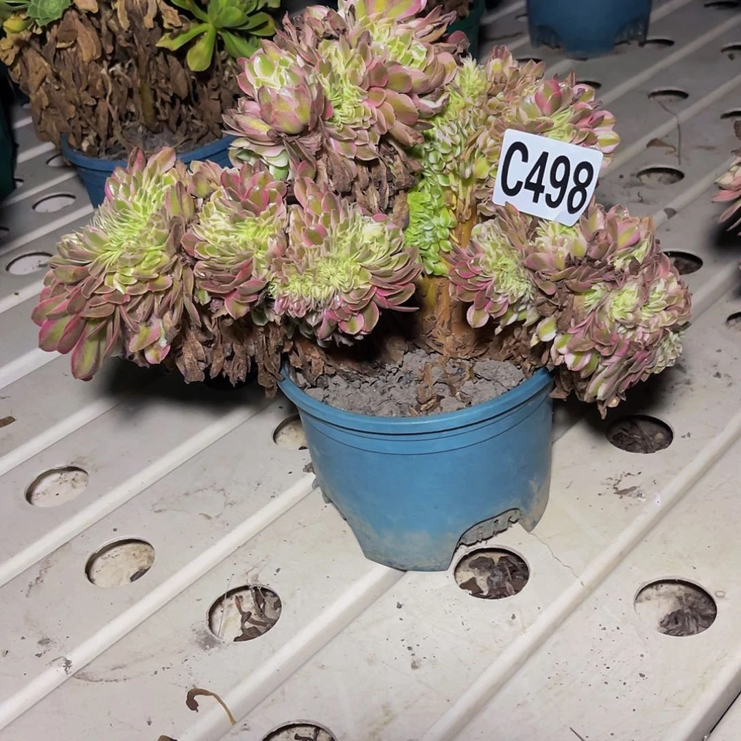 半糖荔枝法师7–36包邮