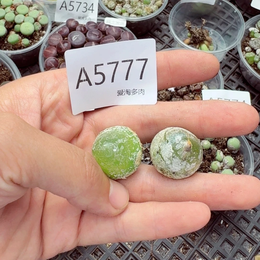 5777—生石花 生石花
