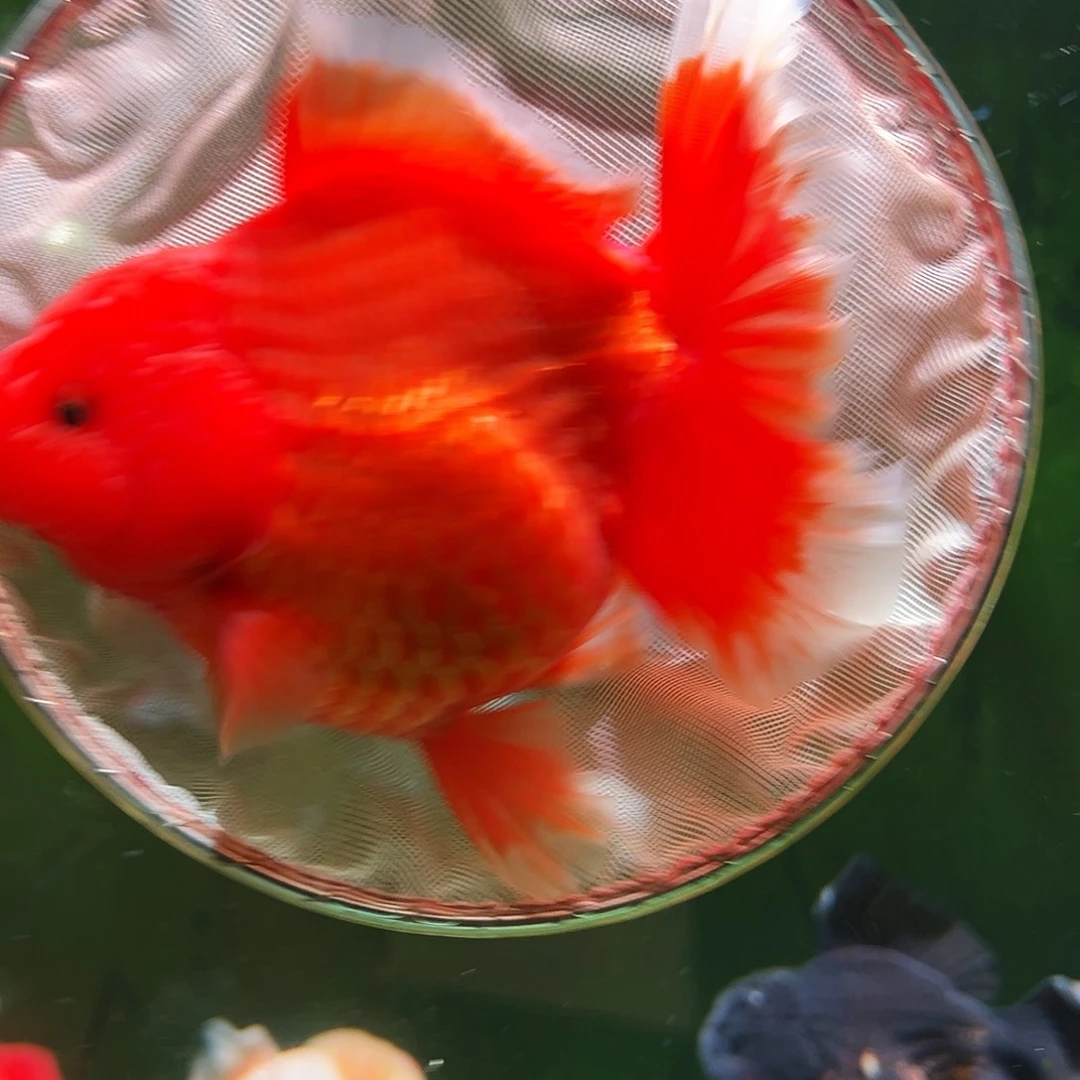 金鱼百褶泰狮冷水金鱼