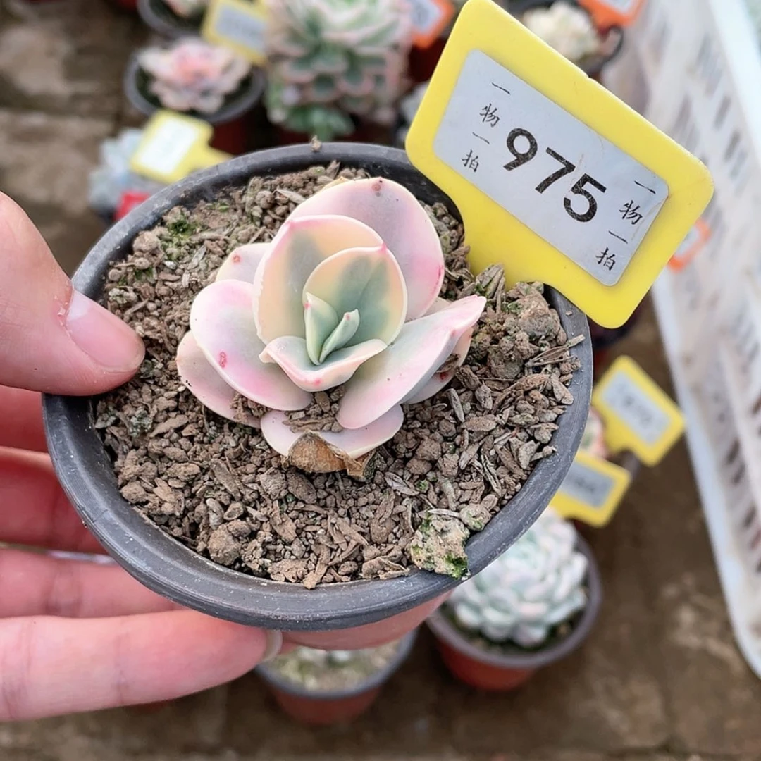 【闪购商品】975号