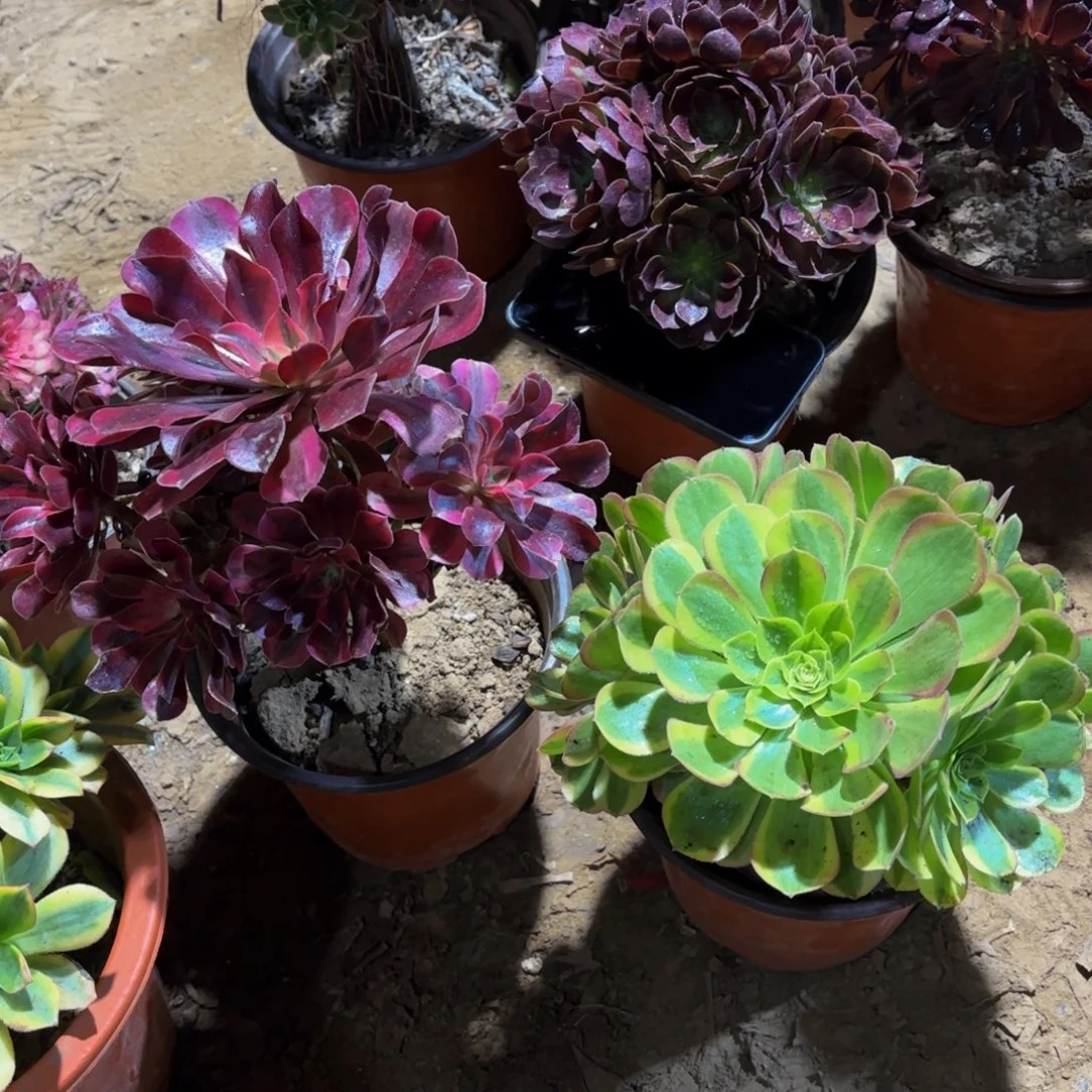 美杜莎奶白9.9多肉植物