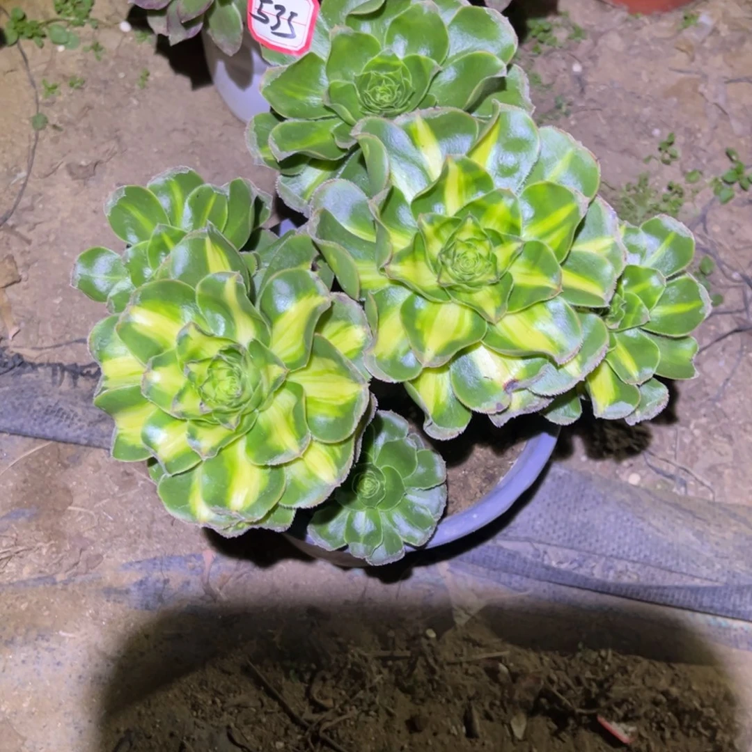 535多肉植物暴君群生砍过