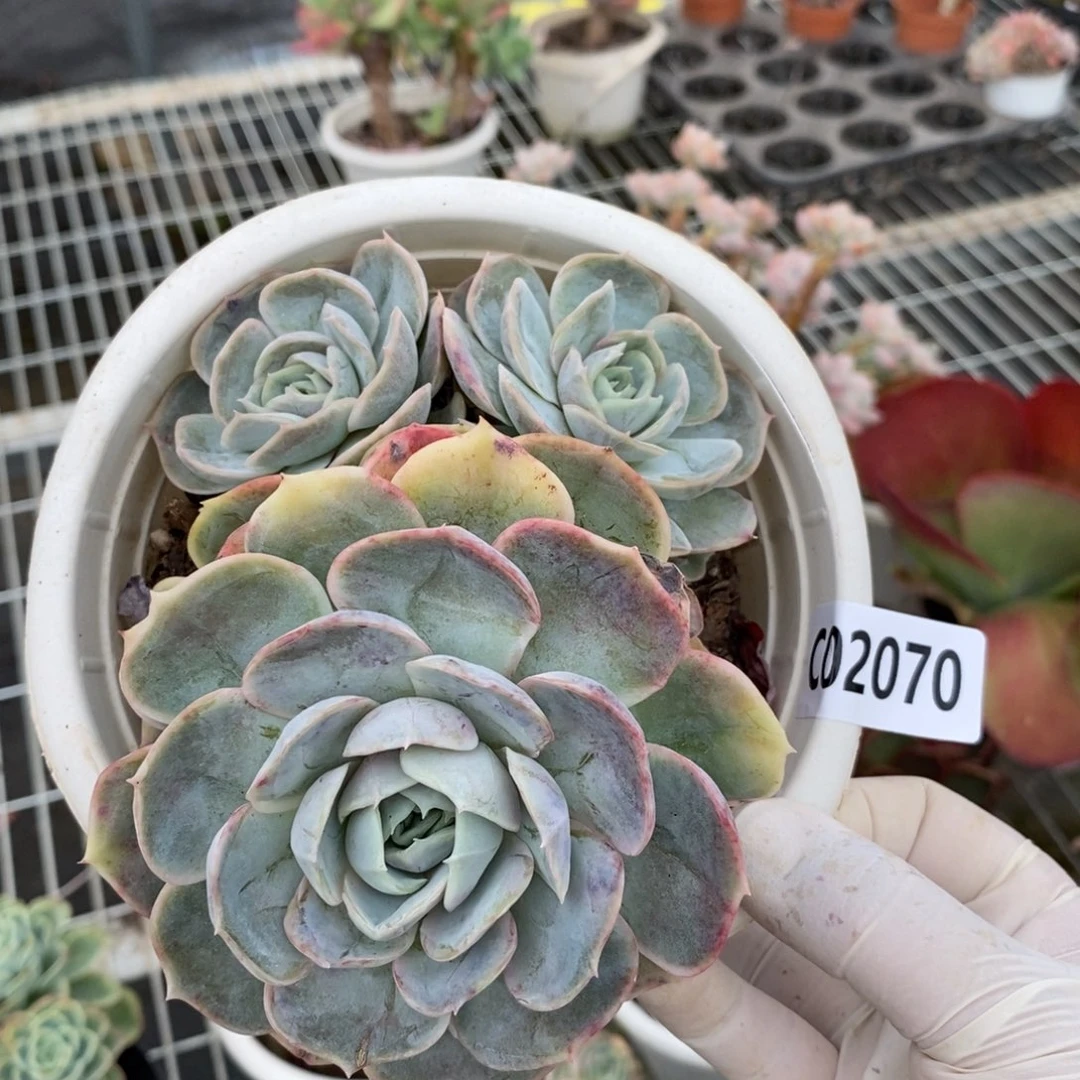 2070蓝色惊喜一物一拍