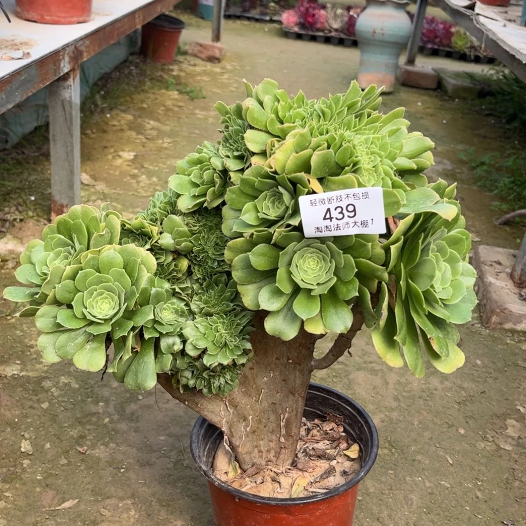 439绿羊绒缀化多肉植物