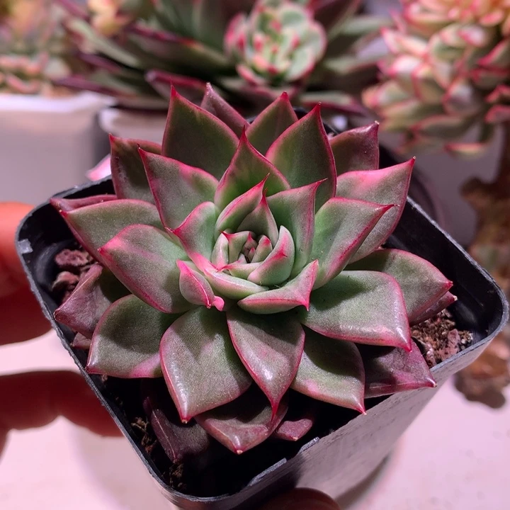 不知名锦锦锦锦锦锦