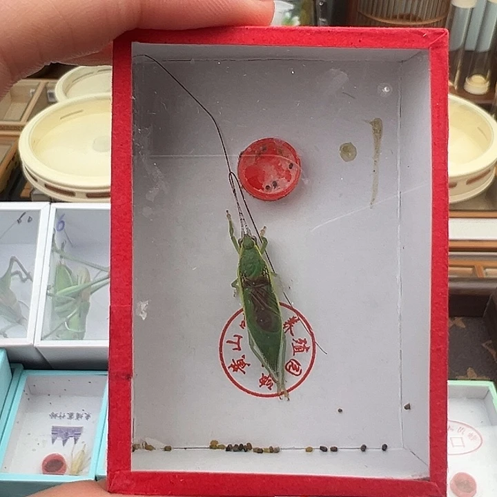 虎山人工金钟一只