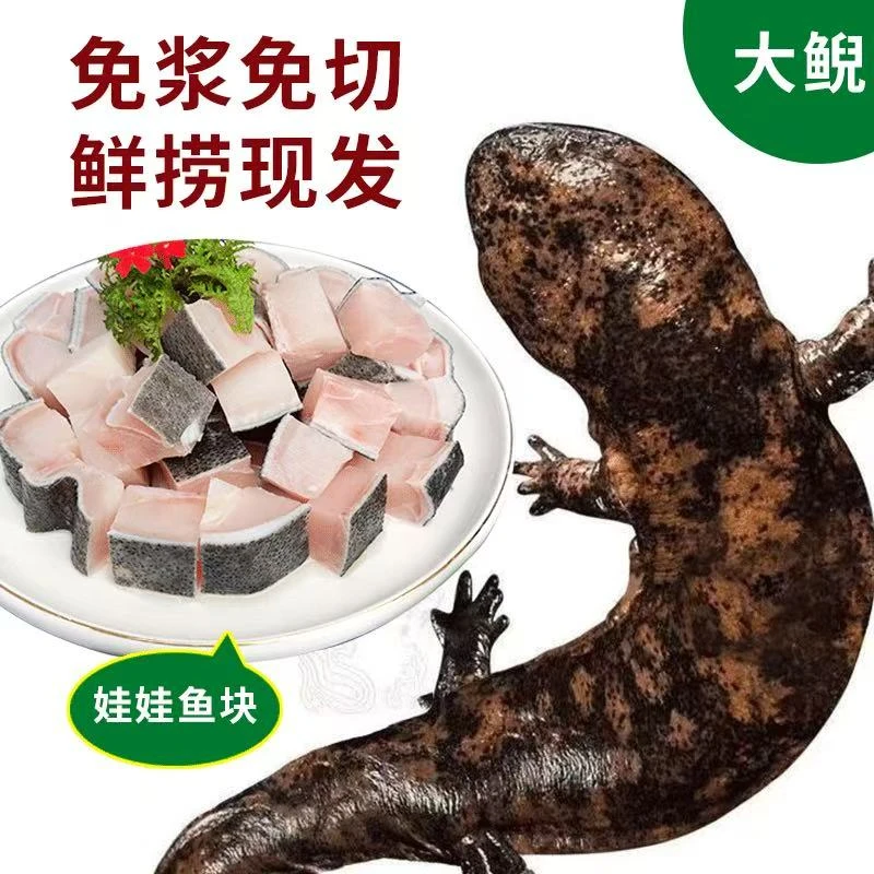 【娃娃鱼块】活鱼现切免浆鱼块分割肉开袋即用生态滋补火锅食材