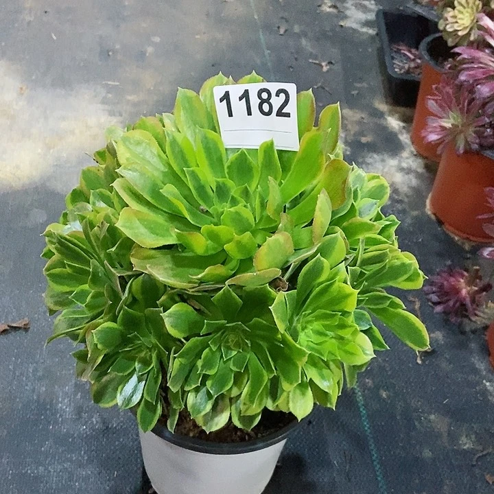 红陶1182清萌4多肉