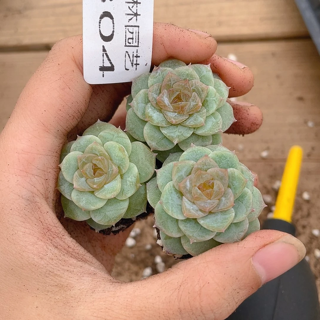 多肉植物多肉植物304