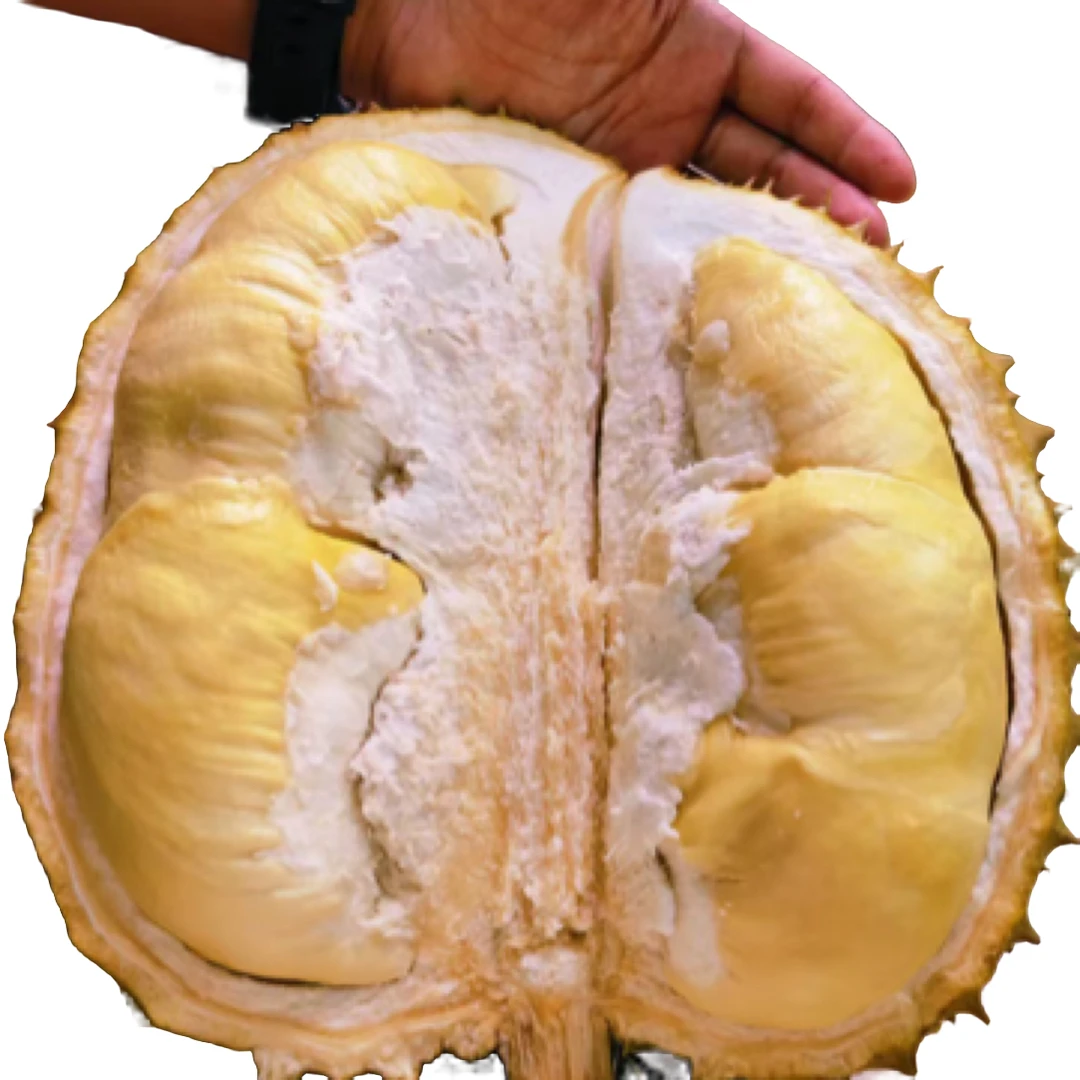 新鲜现拨金枕榴莲肉1.5斤到1.6斤。现拨现卖，核小软糯香甜。金枕泰国