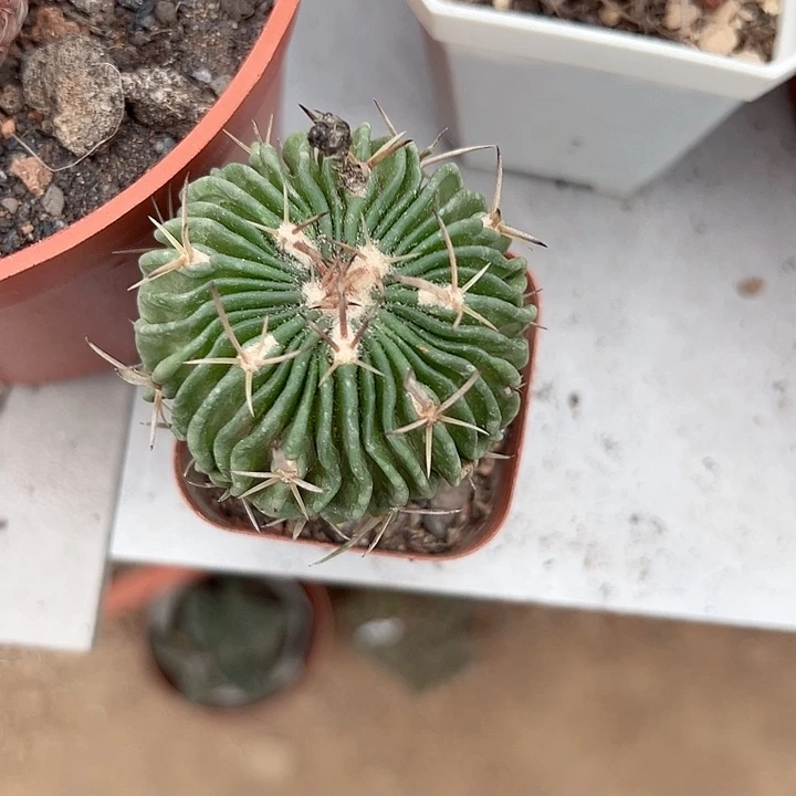 拐***牛恭喜发财。
