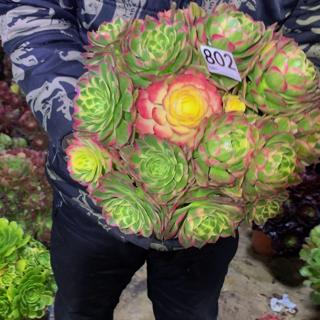 法师多肉植物802