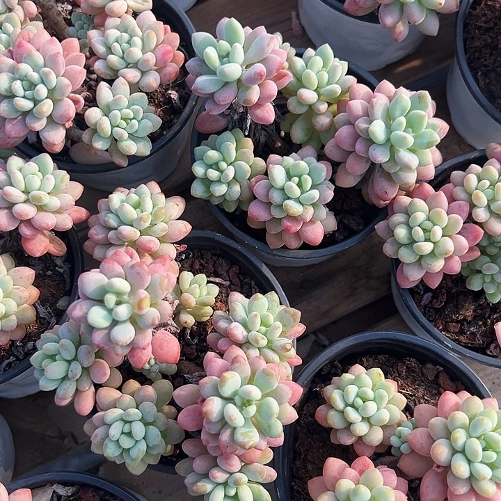 泡泡酱        福利多多