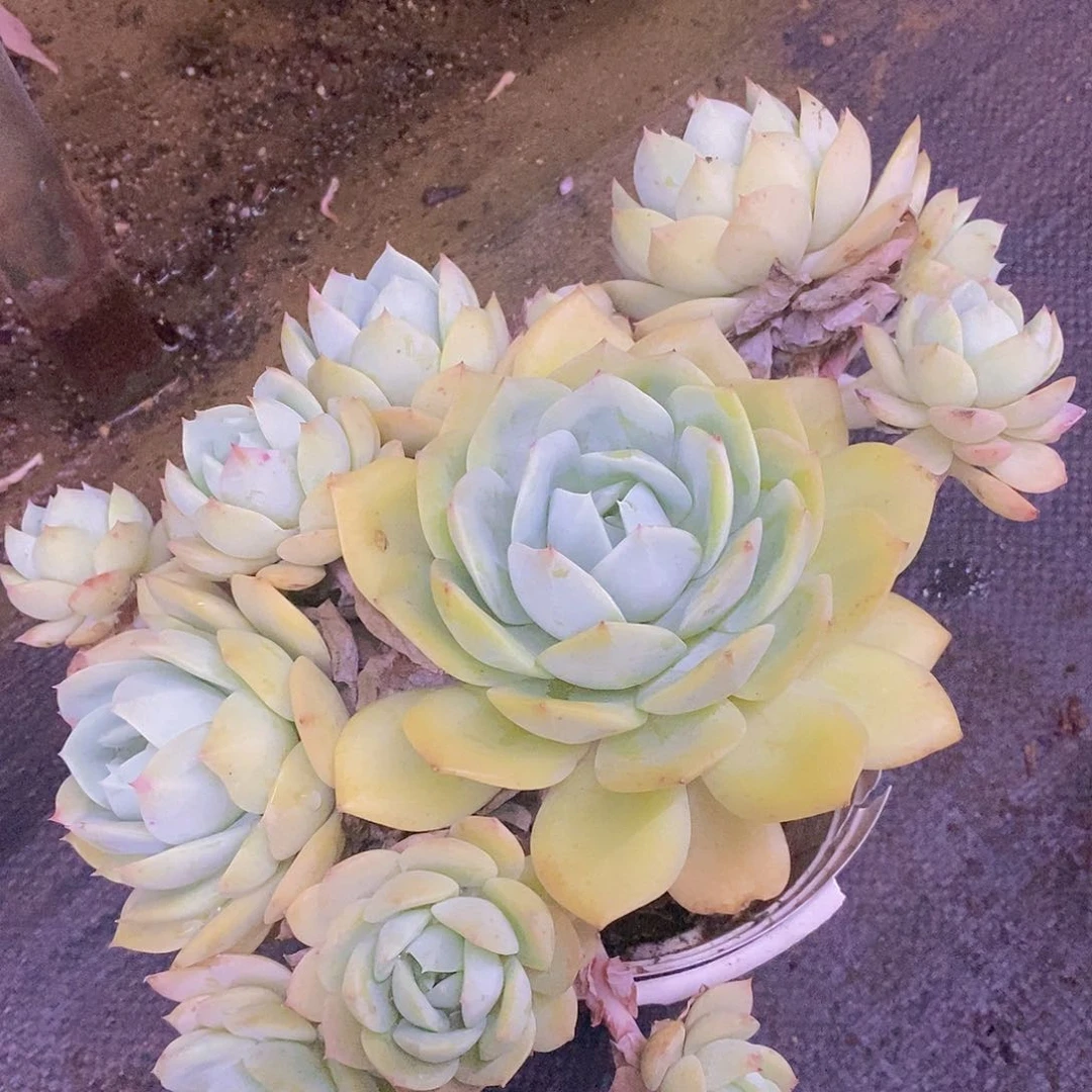 韩国恋曲大单头带仔无砍