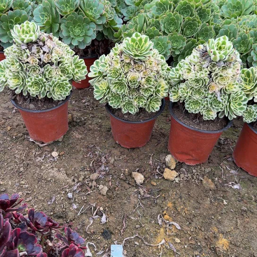 迈巴赫一颗。多肉植物