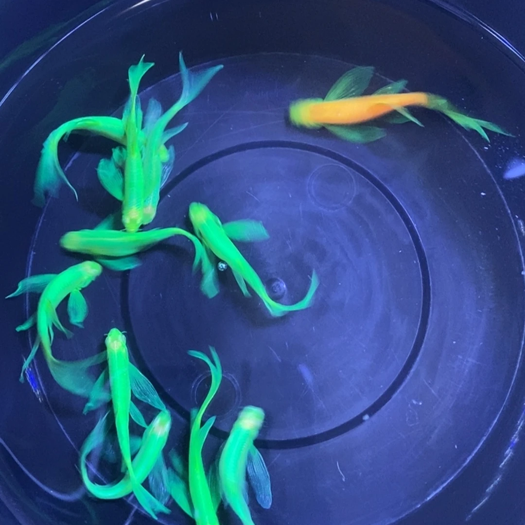 斑马鱼蝶翼斑马福利翡翠绿3-4厘米10条