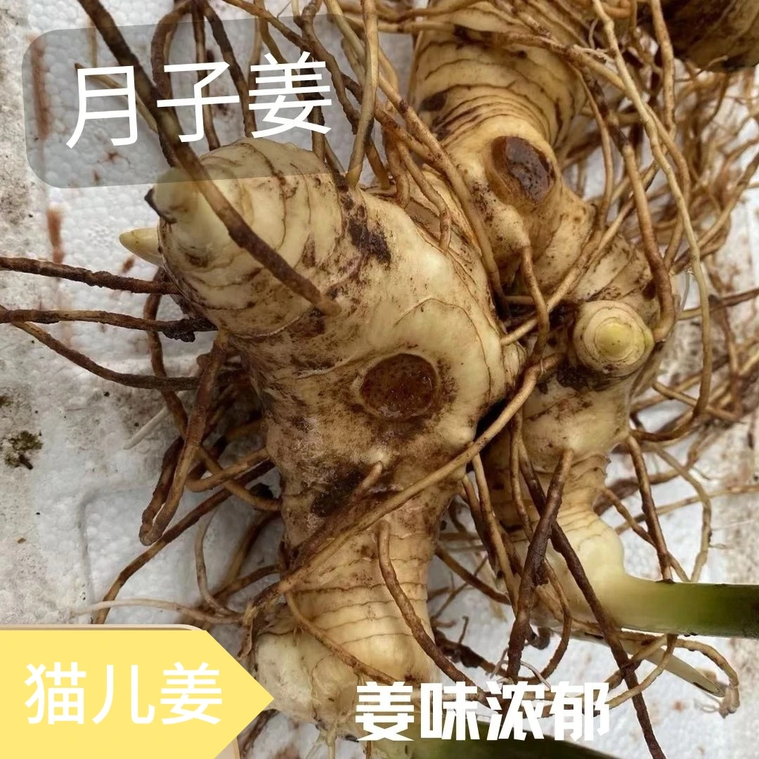 现挖新鲜黄精猫儿姜月子姜煲汤
