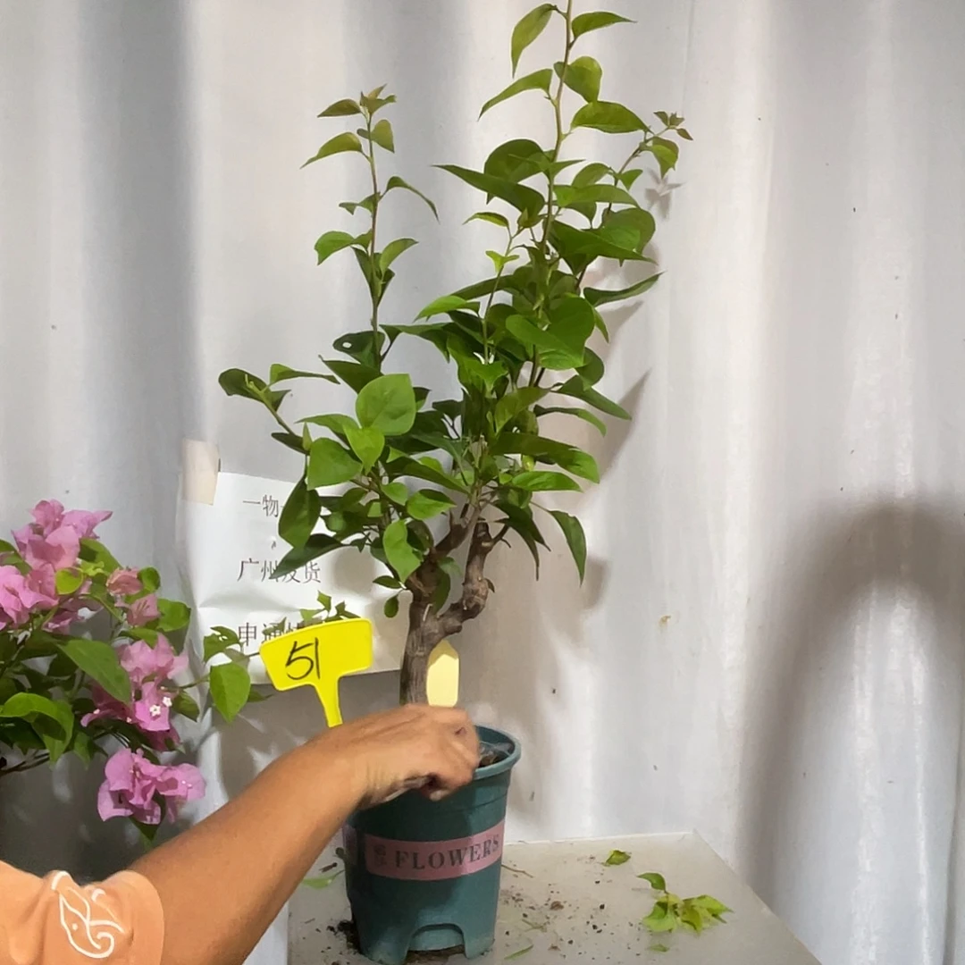 当前无花栽培后可以开花51波妹桩，粗2.5公分