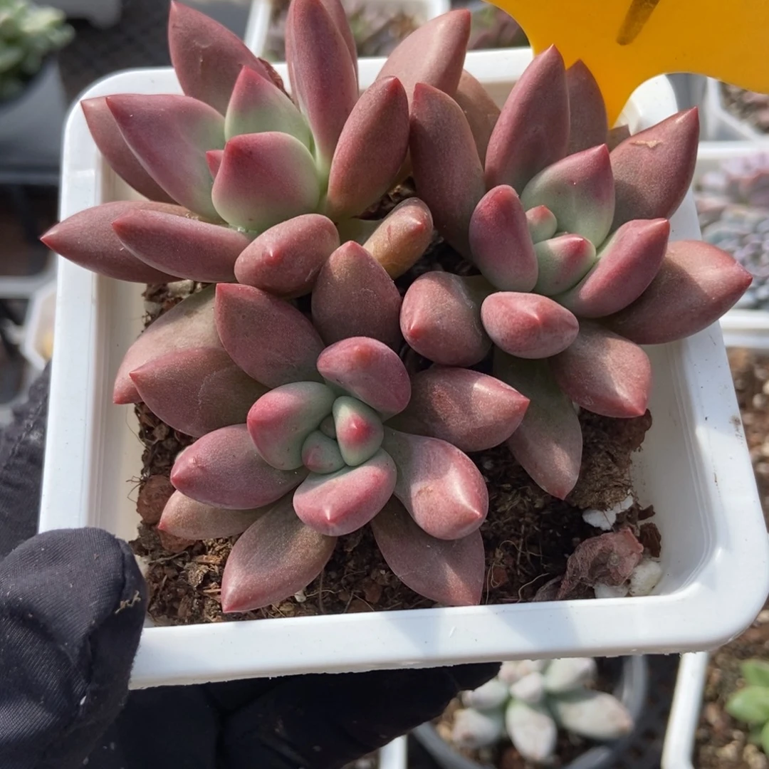 2101桃花源多肉植物