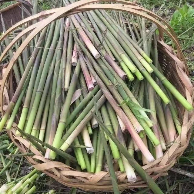 贵州山卡卡春天的味道野生小竹笋现拔现发带壳发货