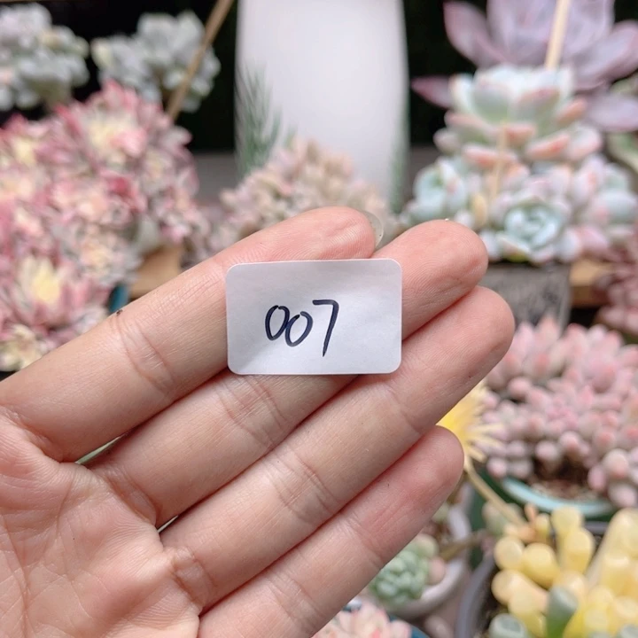 仪***q007 寄养发货。